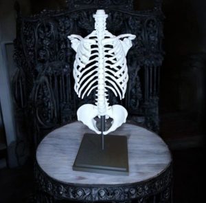 Skeleton light